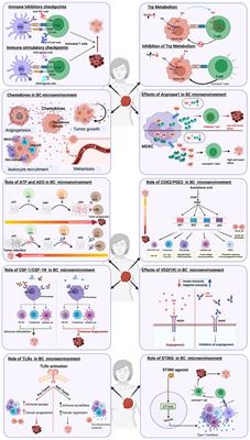 Tackling Immune Targets for Breast Cancer: Beyond PD-1/PD-L1 Axis